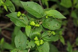 Image result for Erythrococca