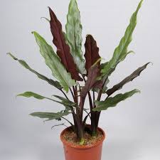 The most common variegated alocasia polly material is wood. Pin On Alocasia