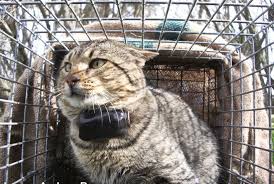 This is a way to target them instead of just catching. Trapping Of Feral Cats Using Cage Traps Pestsmart