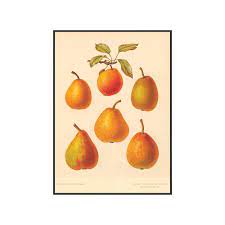 Remastered Vintage Pear Botanical Art Print French - Etsy