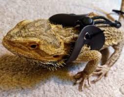 They are amongst the easiest to leash train, and will even casually allow their owners to dress them in clothing. Want To Walk Your Bearded Dragon With A Harness And Leash Read This First
