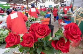 After how much time have they gone bad? China Xinhua News On Twitter Kenya S Value Of Exports Rose To About 480 Million U S Dollars In July Compared With 443 Million Dollars In June The Quantity Of Cut Flower Exports In July
