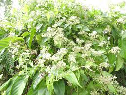 Image result for Mikania