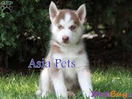 At northstar we have some wonderful siberian husky puppies available right now. Siberian Husky Puppy For Sale In Bangalore Best Price