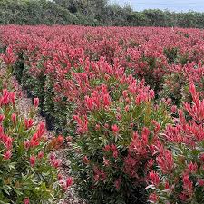 Image result for Callistemon