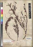 Image result for Acacia amythethophylla