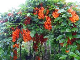 Mucuna Bennettii Garden Plants Jade Vine