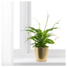 Daidai Ubertopf Messingfarben Ikea Osterreich In 2020 Artificial Potted Plants Diy Plant Stand Potted Plants