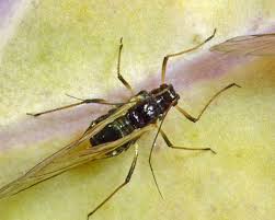 Image result for Mimusops aedificatoria