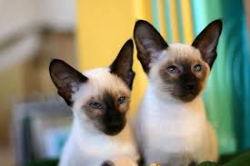 The cat (felis catus) is a domestic species of small carnivorous mammal. 8 Types Of Siamese Cats Lovetoknow