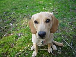 Daily brushing is recommended to maintain a healthy coat and if you're looking for a chocolate labrador retriever puppy for sale, it's smart to learn… The Beagle Lab Mix A K A Beagador Fun Playful With A Mind Of Its Own Animalso