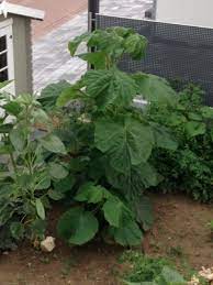 Die blüten der immergrünen pflanze sind hellgelb. Grosse Pflanze Mit Riesigen Grunen Blattern Blauglockenbaum Pflanzenbestimmung Pflanzensuche Green24 Pflanzen Garten Forum