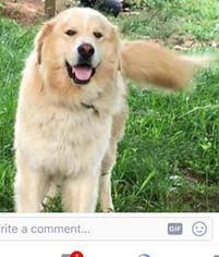 This dog is generally larger than even its retriever parent, and are highly energetic and affectionate. View Ad Golden Pyrenees Dog For Adoption Near Alabama Baileyton Usa Adn 598721