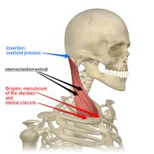 Sternocleidomastoid Muscle Bikram Bikramyoga Hotyoga Pilates Pranayama The Sternocleidomas Sternocleidomastoid Muscle Yoga Anatomy Neck Muscle Anatomy