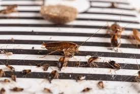 However, a massive infestation hiding. Small Cockroach Big Problem How To Get Rid Of Small Roaches In Your House Cockroach Facts