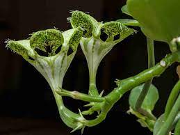Parachute plant needs 0.5 cups of water every 9 when it doesn't get direct sunlight and is potted in a 5 pot. Ceropegia Sandersonii Parachute Plant Guide Succulents Network
