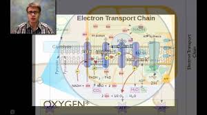 Input it if you want to receive answer. Topic 2 8 Cellular Respiration Amazing World Of Science With Mr Green