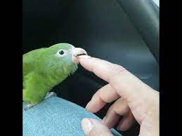 Zorro is a sad little guy who came to us from a hoarding case with many other parakeets. Canary Winged Bee Bee Car Ride Youtube