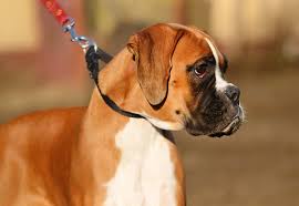 Maybe you would like to learn more about one of these? Black Skin Tag On Dogs What Is It And Should You Get It Removed
