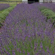 Lavandula Phenomenal Lavender Plant Plants White Flower Farm
