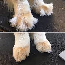 Grinch Paws To Gorgeous Paws Goldenretriever Dog Grooming Pet Grooming Cat Grooming