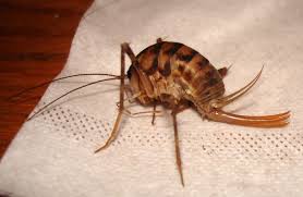 Camel crickets are usually tan to brown in color and have a distinctive humpbacked appearance. Greenhouse Camel Cricket What S That Bug