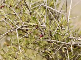 Image result for Rhamnus staddo