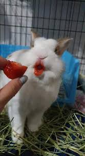 Strawberries are not toxic for your rabbit. A Bunny After Eating A Strawberry Album On Imgur