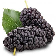 We did not find results for: Mulberry Tree Giant Variety