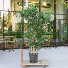 Image result for dracaena