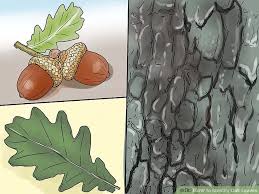 3 Ways To Identify Oak Leaves Wikihow