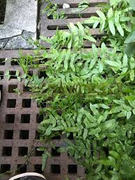 Image result for Ampelopteris