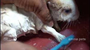 Fleas lay their eggs in the cracks and holes in the walls of the housing. Bunny Taking Bath Shivering Bunnies Rabbits After Bath Youtube