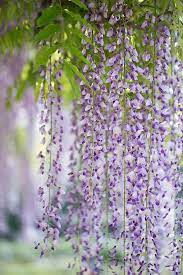 Wisteria At Jindai Botanical Gardens Tokyo Botanical Gardens Amazing Flowers Wisteria