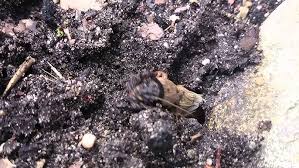 Turkuć podjadek to szkodnik naszych ogrodów, podgryza korzenie i ogródek powoli zasycha, ja jednak apeluję, darujcie życie. Turkuc Podjadek Mole Cricket Youtube