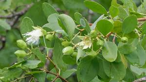 Image result for Sonneratiaceae