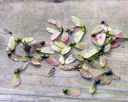 Off (4) acer buergerianum trident maple seeds tree 30pcs. Bonsai Tree Japanese Maple Bonsai Bonsai 100 Seeds Japanese Red Maple Seeds Bonsai Seeds Home Garden