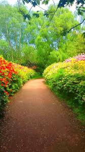 pad met azalea rhododendron in het sterrenbos van park clingendael als je via de hoofdingang wassenaarseweg naar de japanse tuin loopt kom je deze route