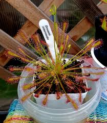 Image result for Syngonanthus welwitschii