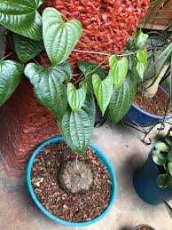 Image result for Dioscorea quartiniana