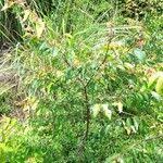 Image result for Hymenocardia ulmoides