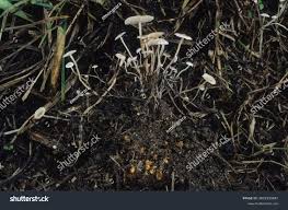 Image result for Marasmius sp.