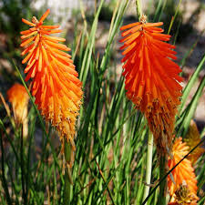 Image result for Kniphofia grantii