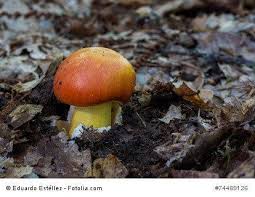 Kaiserling Kaiserpilz Amanita Caesarea Merkmale Zunachst Sind Die Jungen Pilze Vollstandig Mit Einer Eiformig Pilze Sammeln Pilze Malvorlagen Fur Kinder