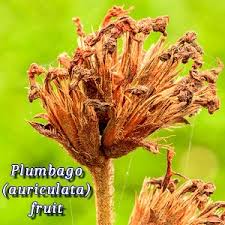 Image result for Plumbago ituriensis