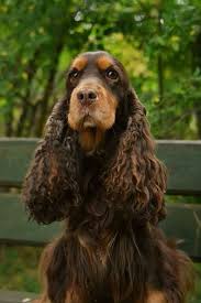 Cocker Spaniel Cocker Anglais Cocker Anglais Chiot Cocker