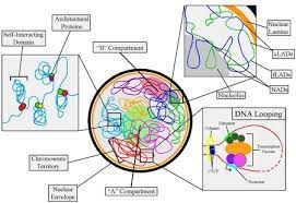 The nucleus also produces the necessary precursors for while the cell nuclei of plants and animals differ in subtle ways, their main purpose and general activities remain the same. Nuclear Organization Wikipedia