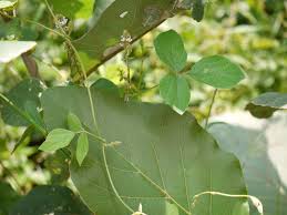 Image result for Neonotonia wightii