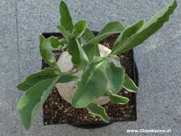 Image result for Raphionacme madiensis