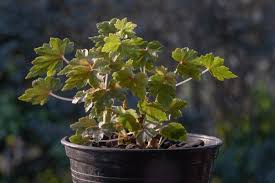 Image result for Erianthemum dregei